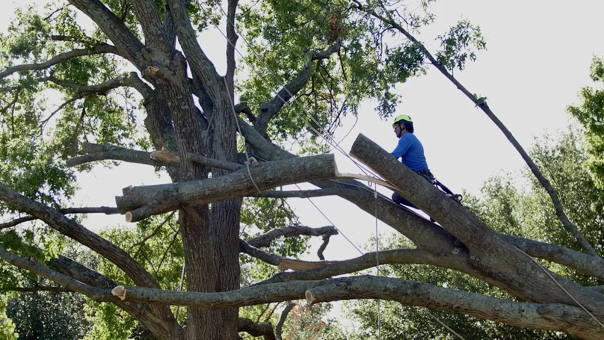 Professional Crown Thinning performed by certified arborists in Moweaqua